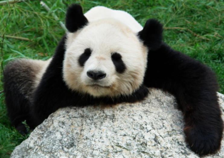 Schönbrunn Zoo (Tiergarten Schönbrunn)